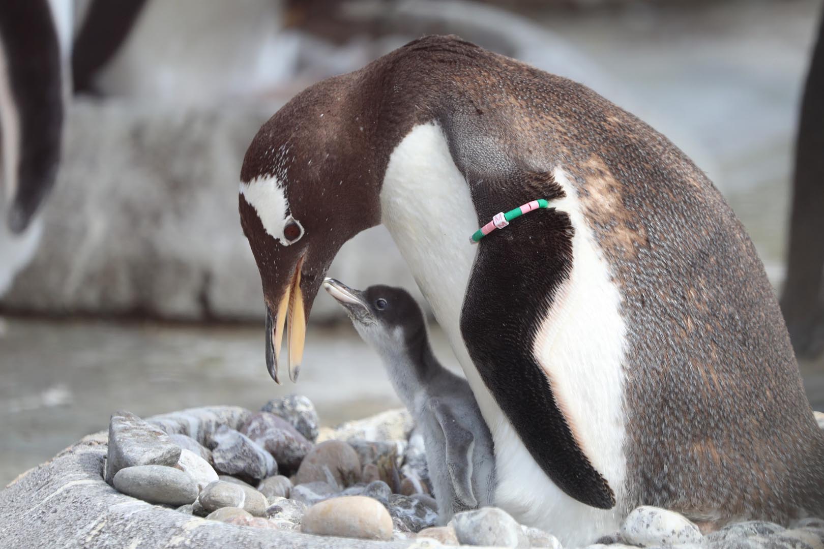 Gentoo penguin Muffin and chick on nest IMAGE: Amy Middleton 2022